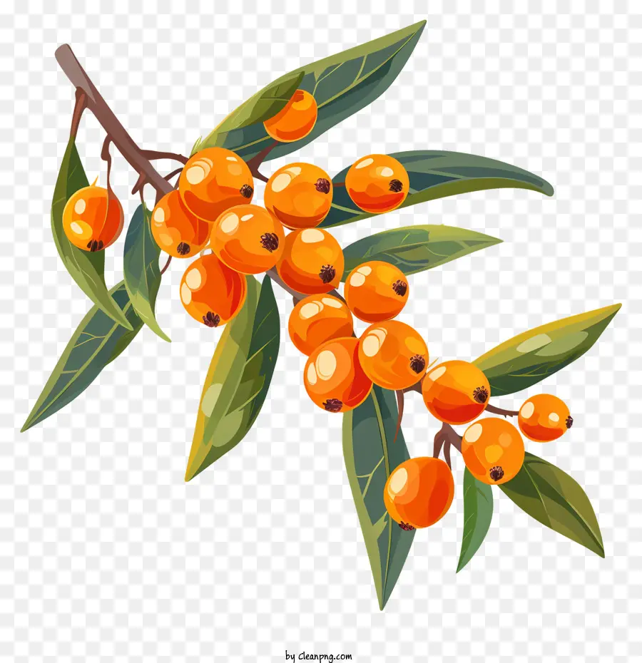 Aceite Seabuckthorn，Las Bayas De Enebro PNG