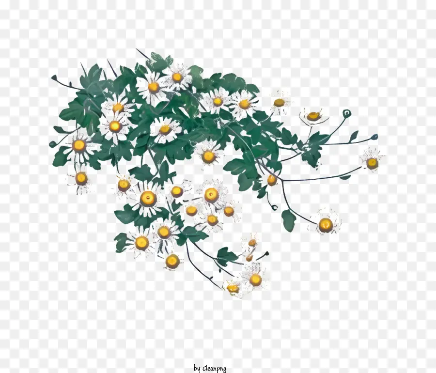 Flor，Vid PNG