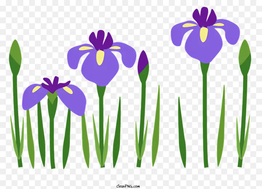 La Primavera，Iris Morados PNG