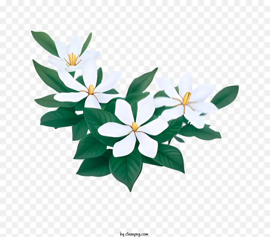 Flor，Blanco PNG