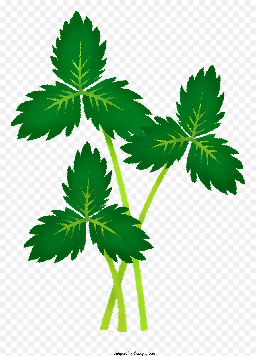 De Hojas De La Planta，Hierba PNG