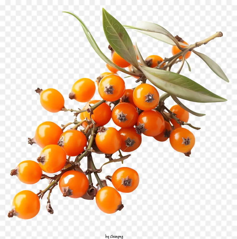 Aceite Seabuckthorn，Rama De árbol PNG