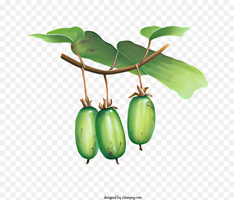 Fruta，Frutas Verdes PNG