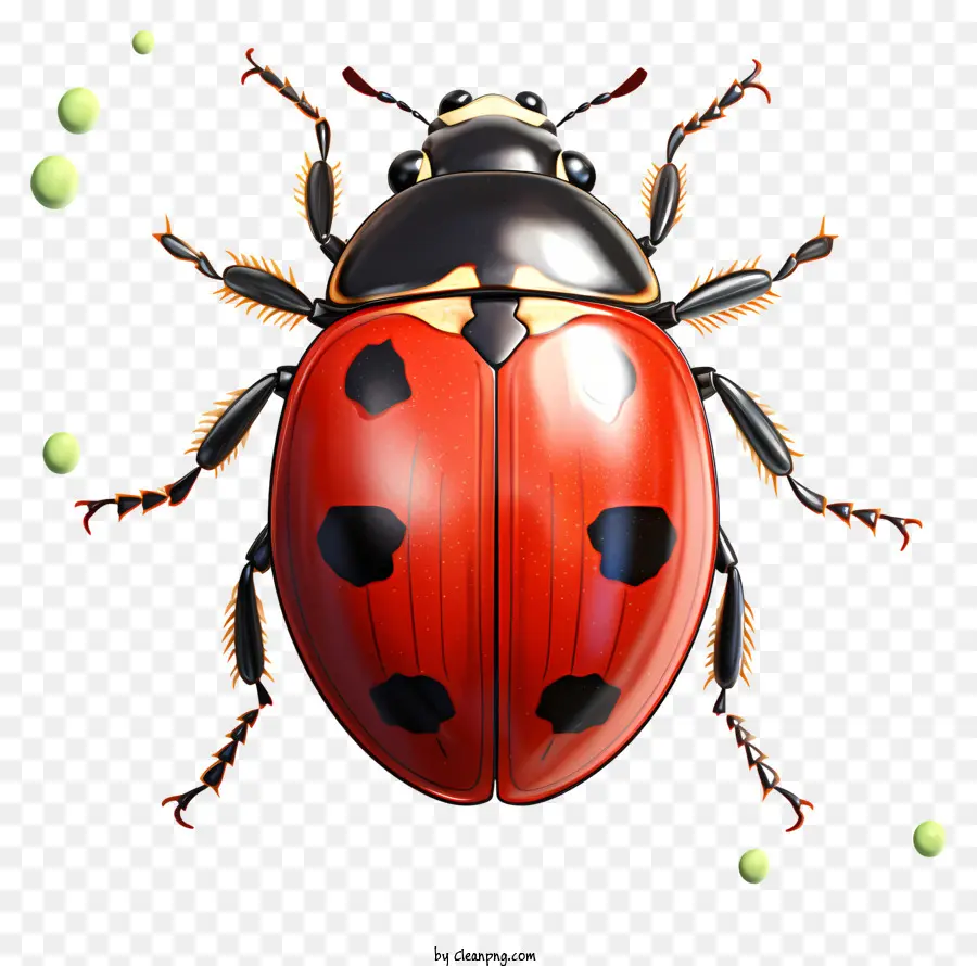 Acuarela De La Mariquita，Ladybug PNG