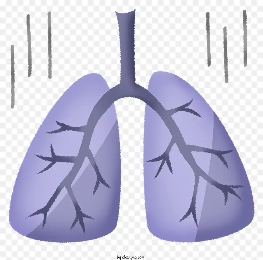 Estados，Sistema Respiratorio PNG