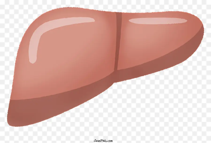 Hígado，La Digestión PNG