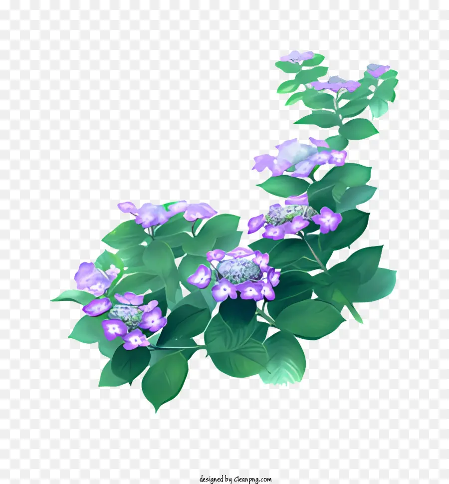 Flor，Las Flores De Lavanda PNG