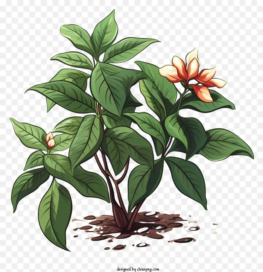 Planta De Café Estilo Doodle，Planta Floreciente PNG