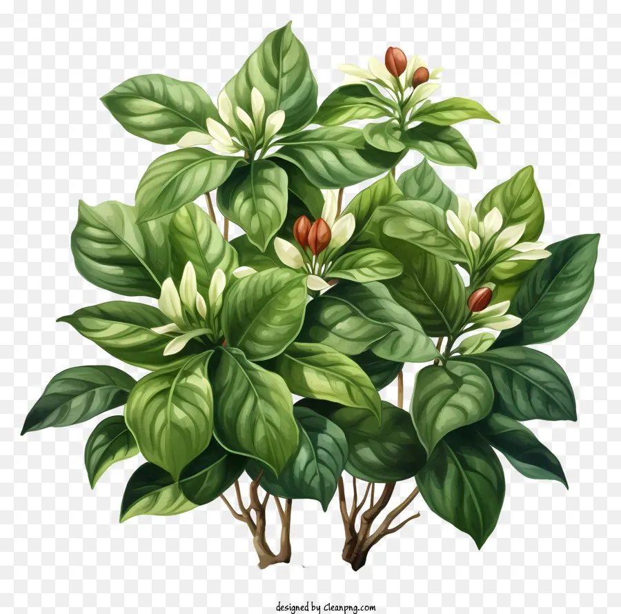 Planta De Café De Estilo Realista，Pintura Digital PNG