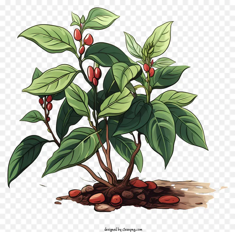 Planta De Café Estilo Garabato，Planta Con Hojas Verdes PNG