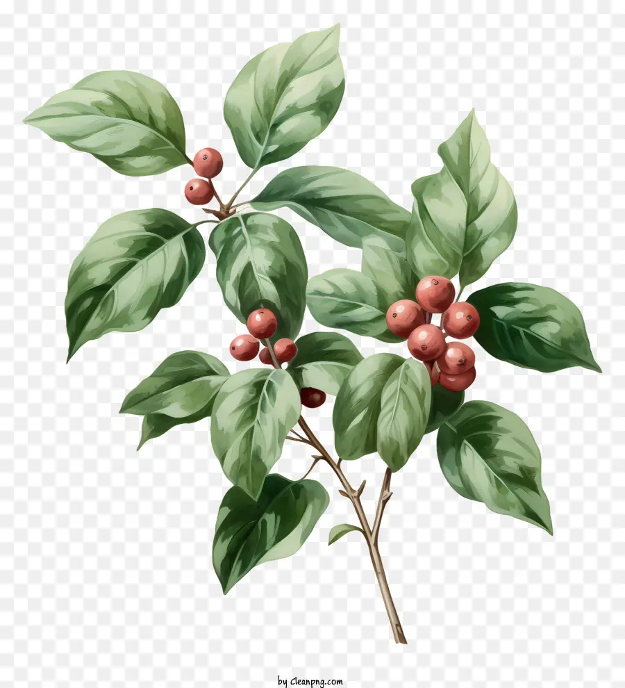 Planta De Café Acuarela，Planta PNG