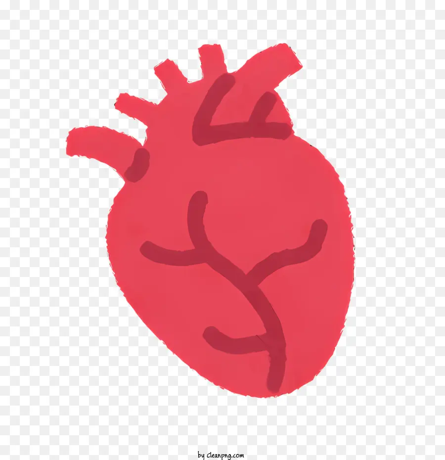 Anatomía Del Corazón，Corazón Humano PNG