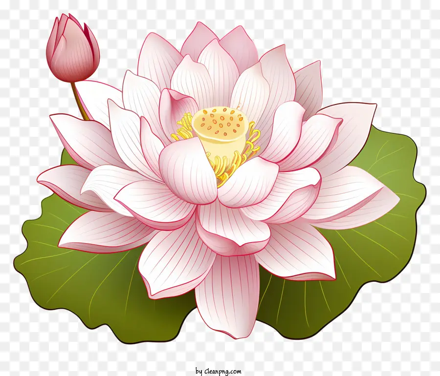 Flor De Loto Estilo Boceto，Flor De Loto PNG