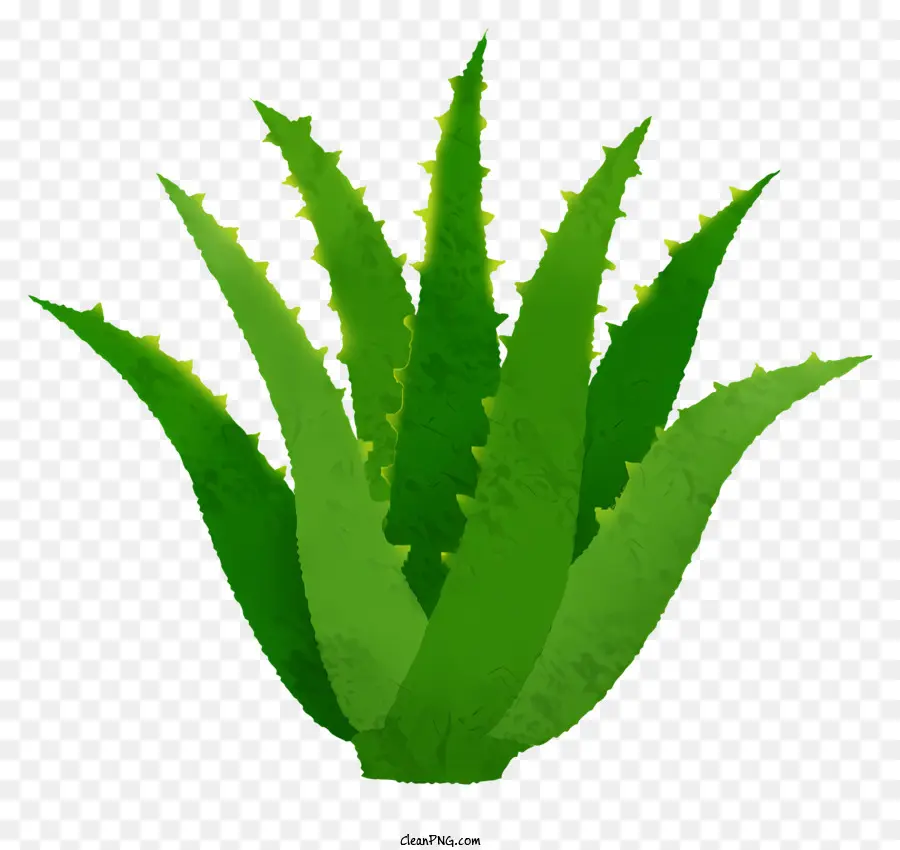 El Aloe Vera Plant，Hojas Verdes PNG