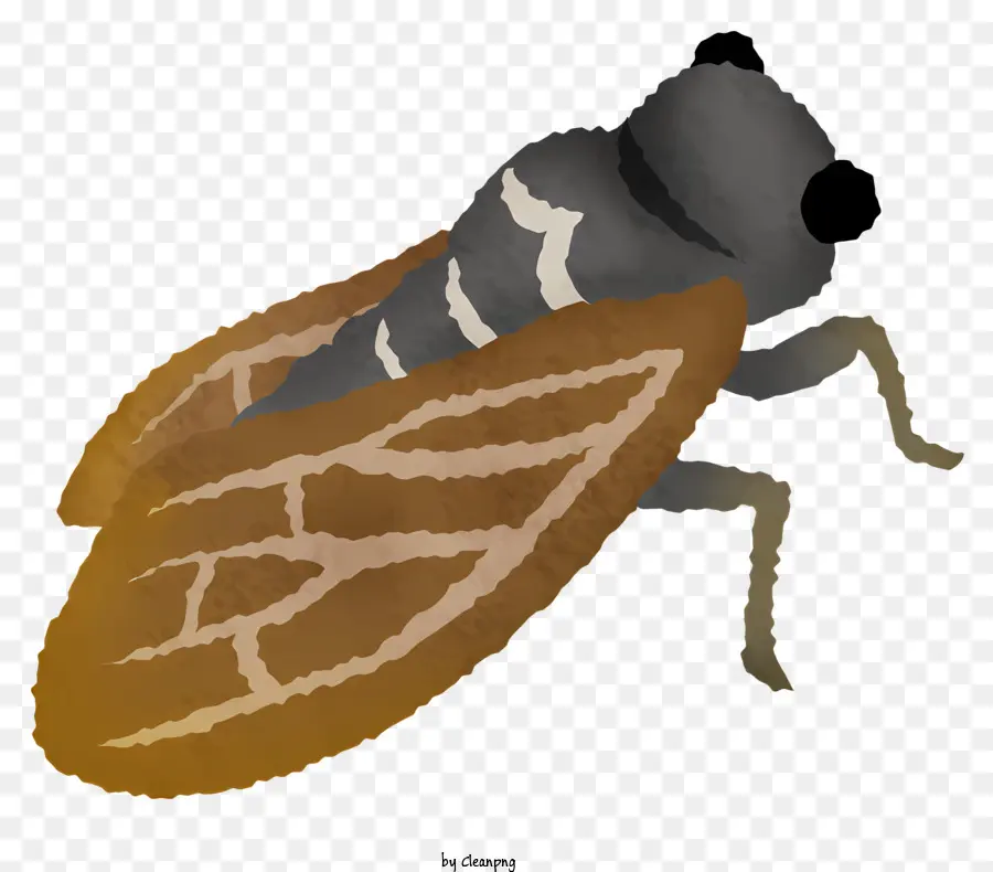 Insecto Grande，Insecto Marrón Y Amarillo PNG