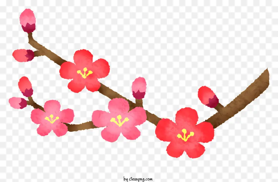 Sakura Flor，Flores De Cerezo PNG