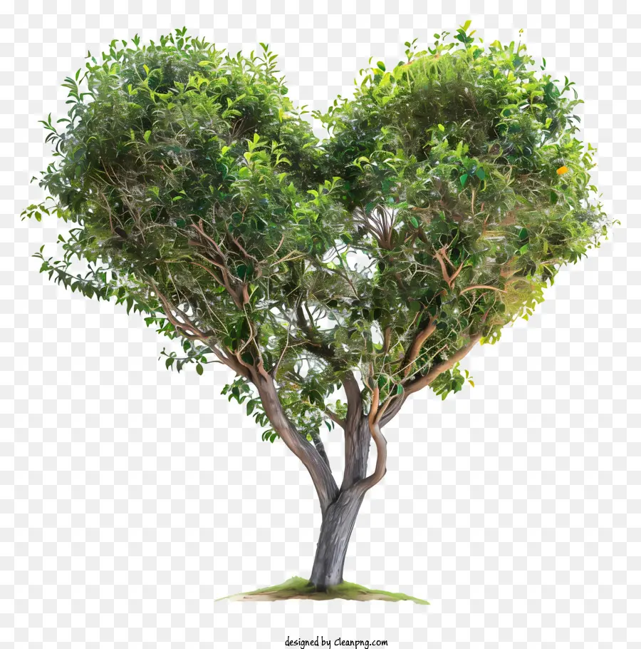 árbol En Forma De Corazón，Árbol PNG