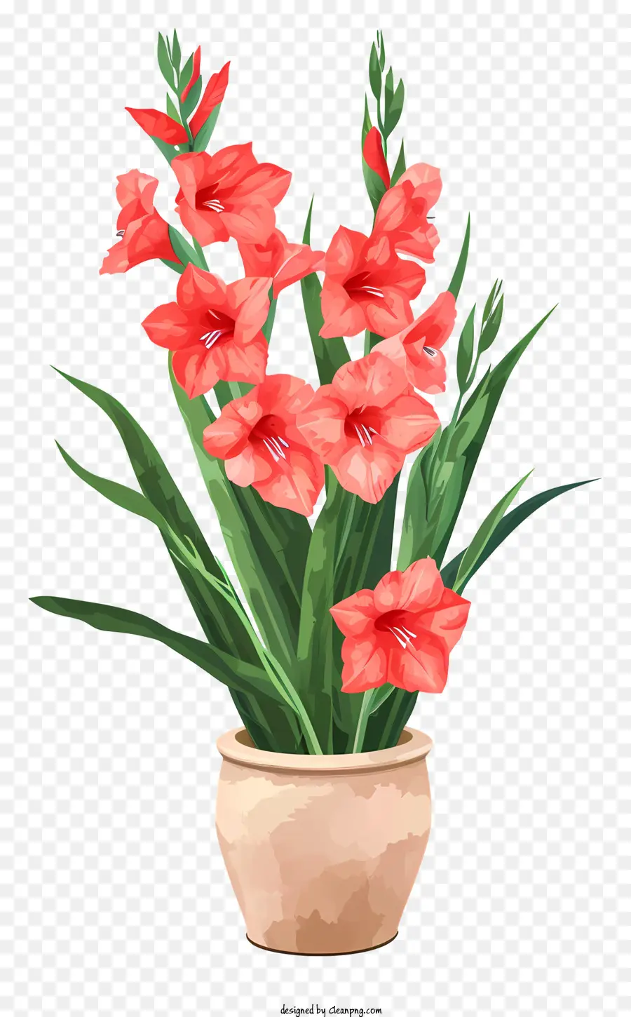 Gladiolo，Flores PNG