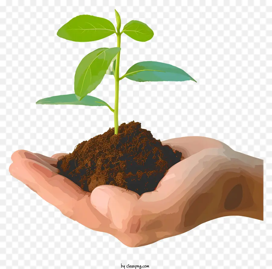 Mano Sosteniendo Plántula，Planta PNG