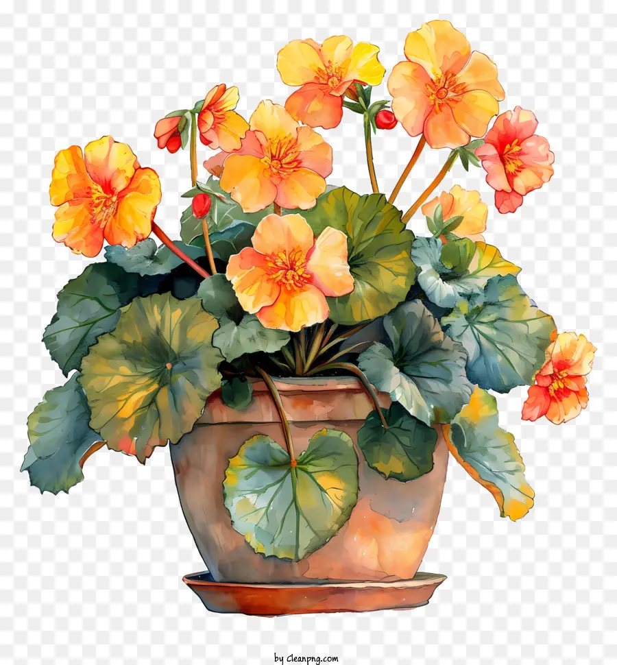 Begonia，Flores En Maceta PNG