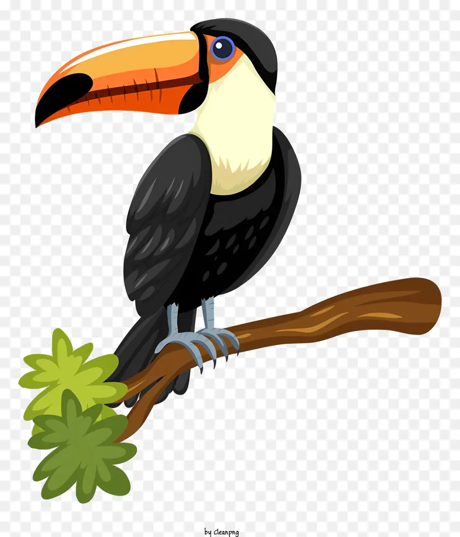 Loro Pájaro，Tucán PNG