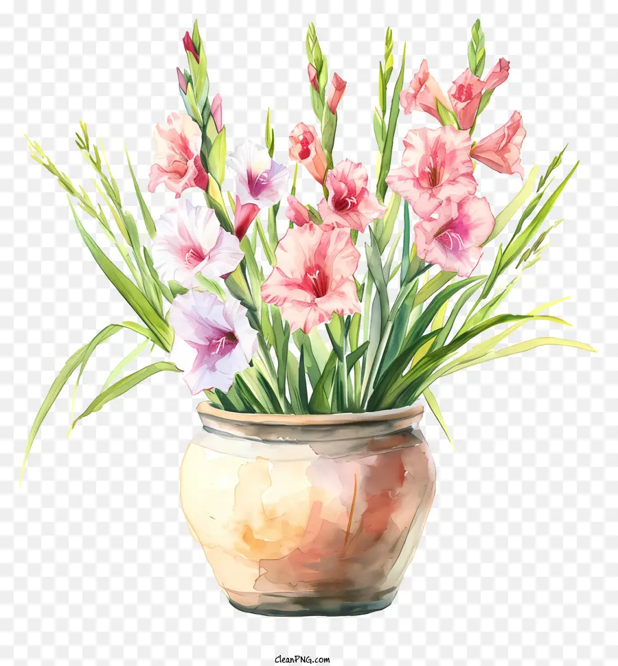 Gladiolo，Flores Blancas Y Rosas PNG