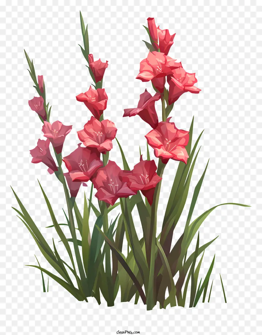 Gladiolo，Flores De Color Rosa PNG