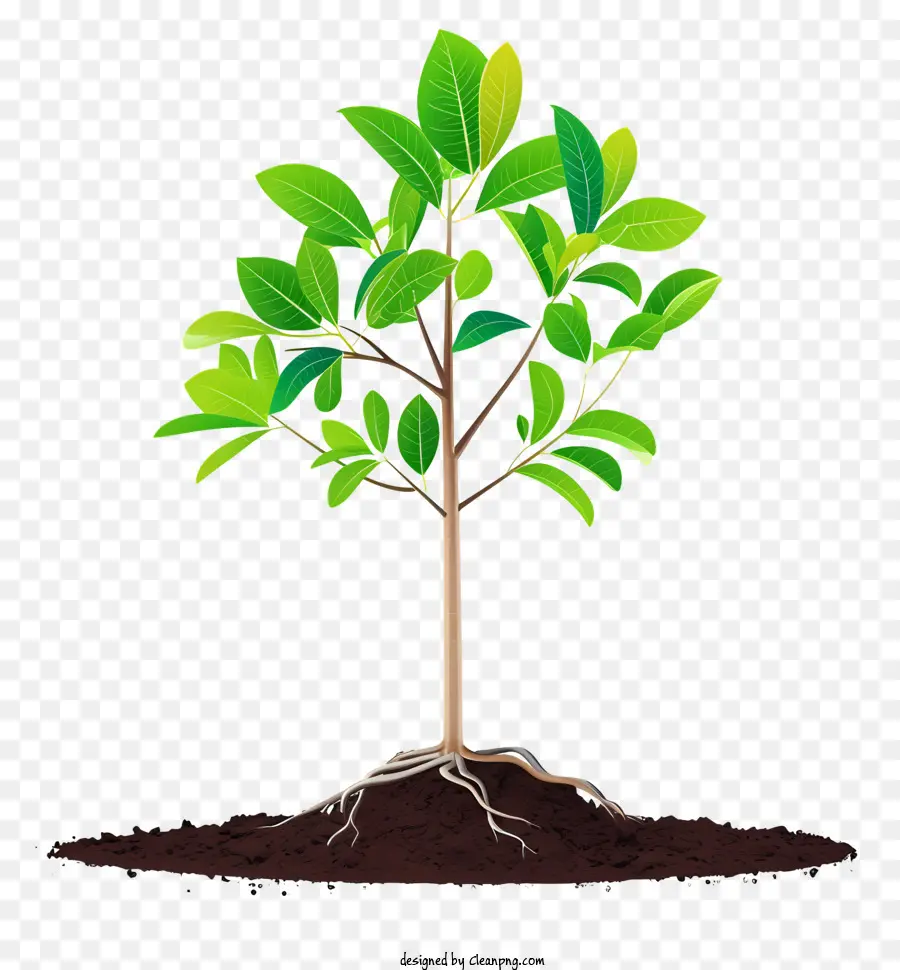 Icono De Plantación De árboles，Árbol PNG