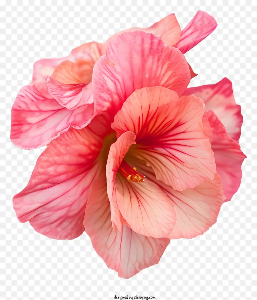 Begonia，Rosada Del Hibisco PNG