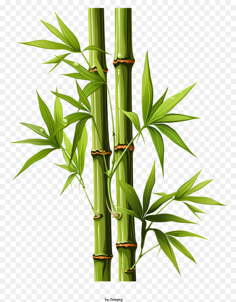 Tallo De Bambú Dibujado A Mano，Las Plantas De Bambú PNG