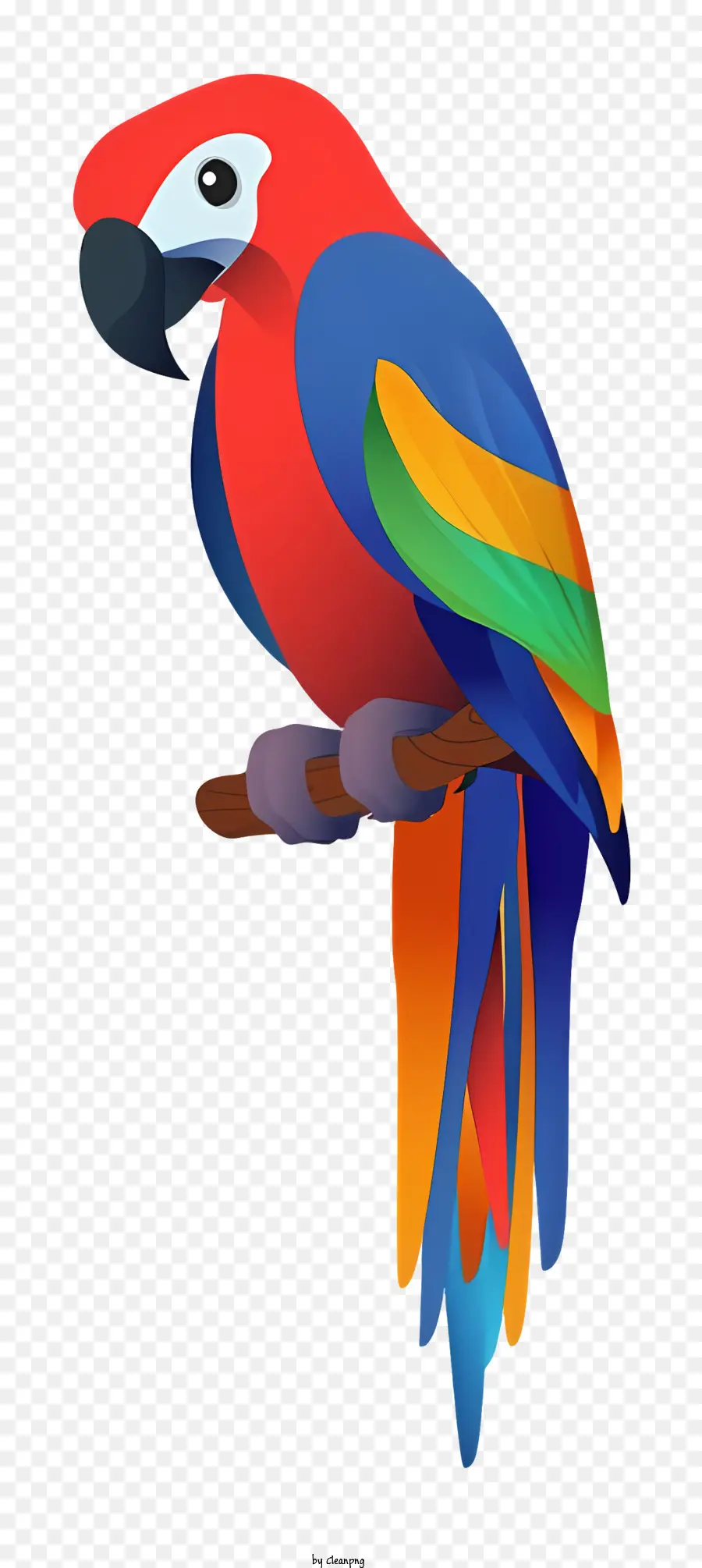 Loro De Pájaros，Loro Colorido PNG