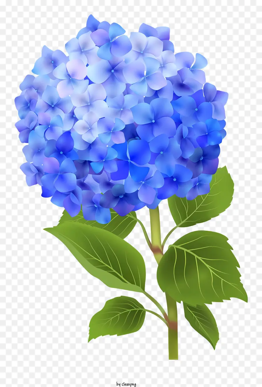 Hortensia，Flor De Hidrante Azul PNG