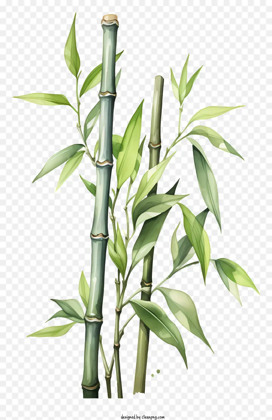 Tallo De Bambú De Acuarela，Las Plantas De Bambú PNG