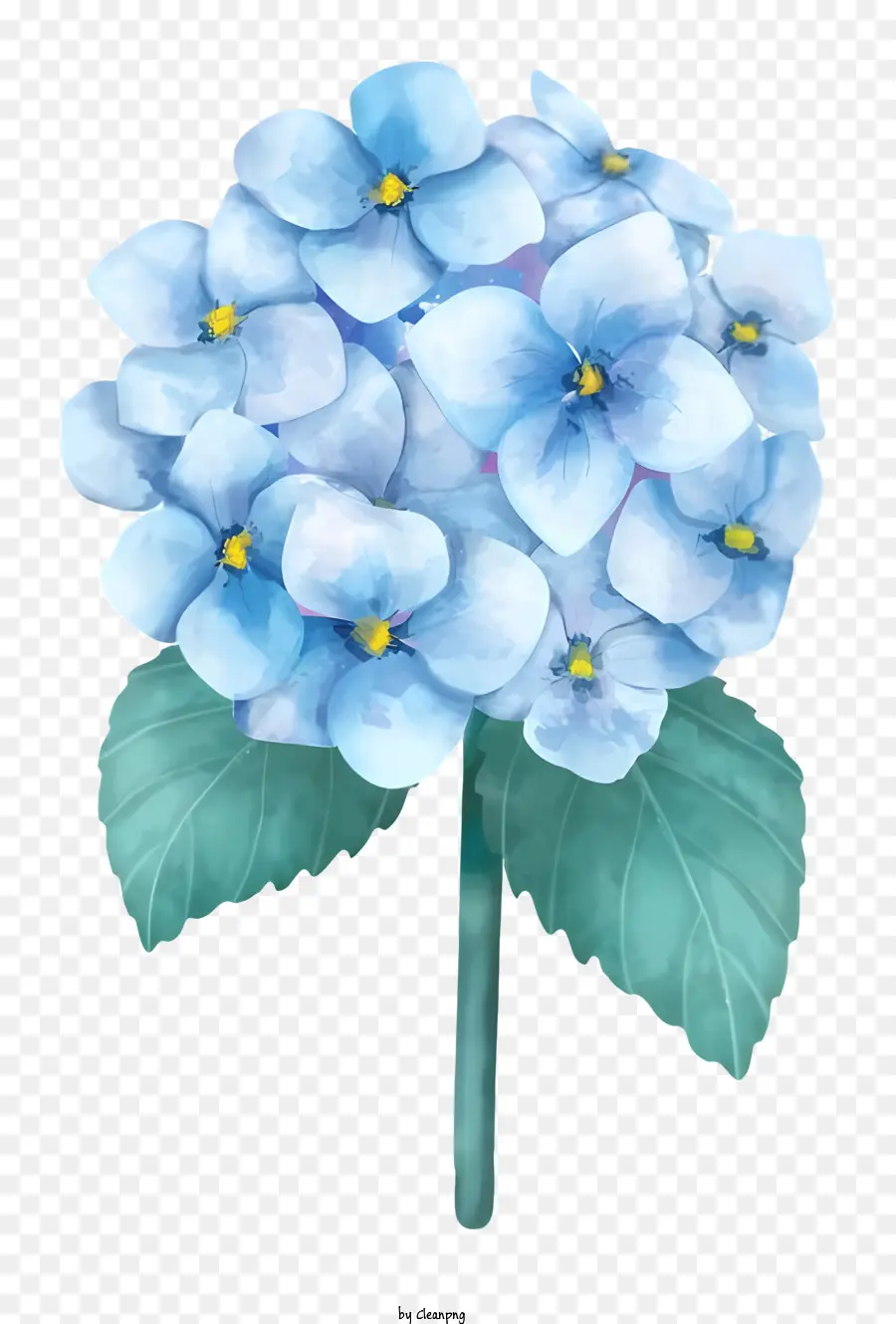 Hortensia，Flores Azules PNG