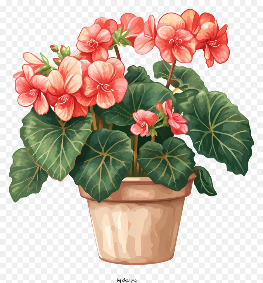 Begonia，Geranio En Maceta PNG