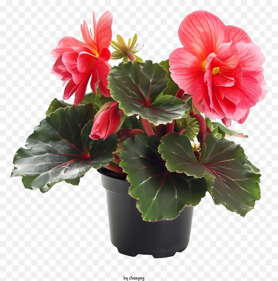 Begonia，Planta De Bethia Roja PNG