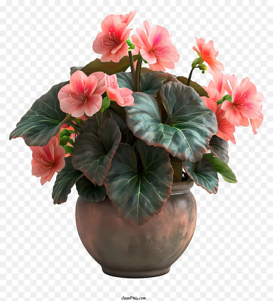 Begonia，Flores En Maceta PNG