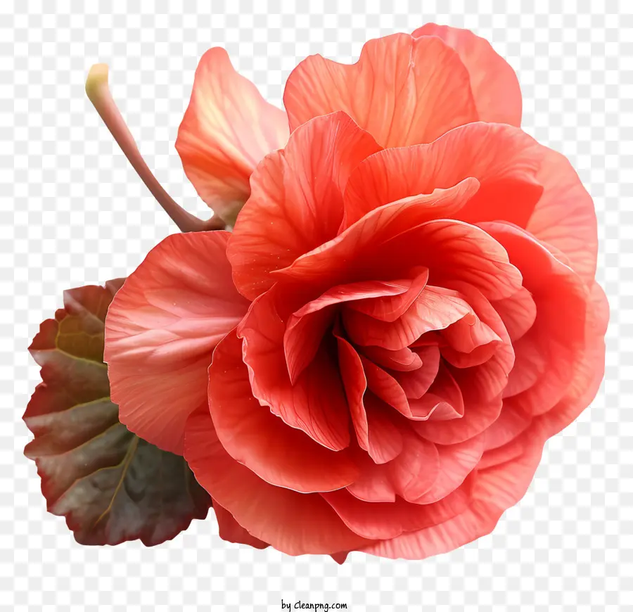 Begonia，Flor De Hibisco Rojo PNG