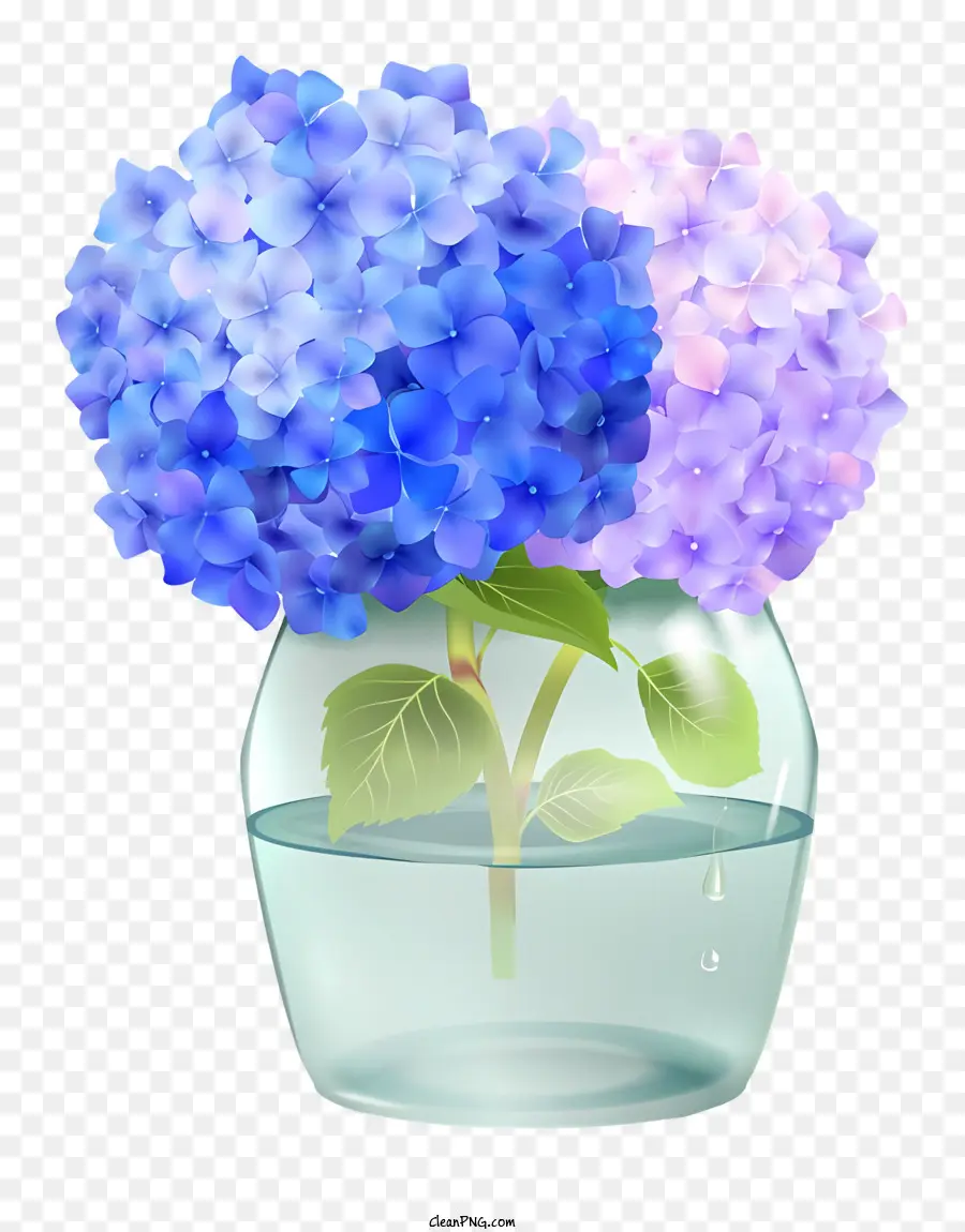 Hortensia，Flores De Hortensia PNG