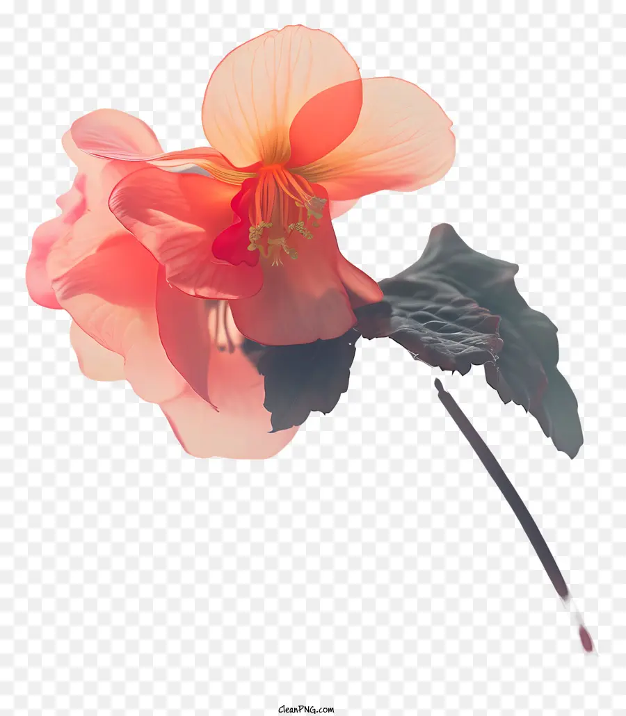 Begonia，Flor PNG