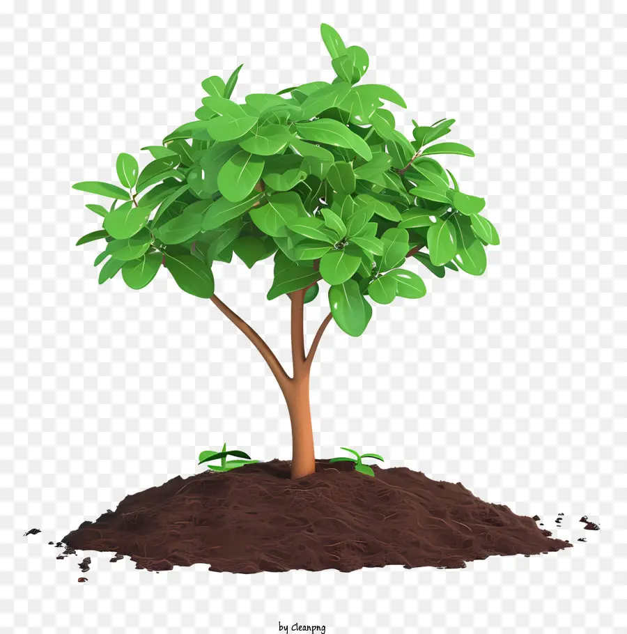 árbol Plano De Plantación，Árbol PNG