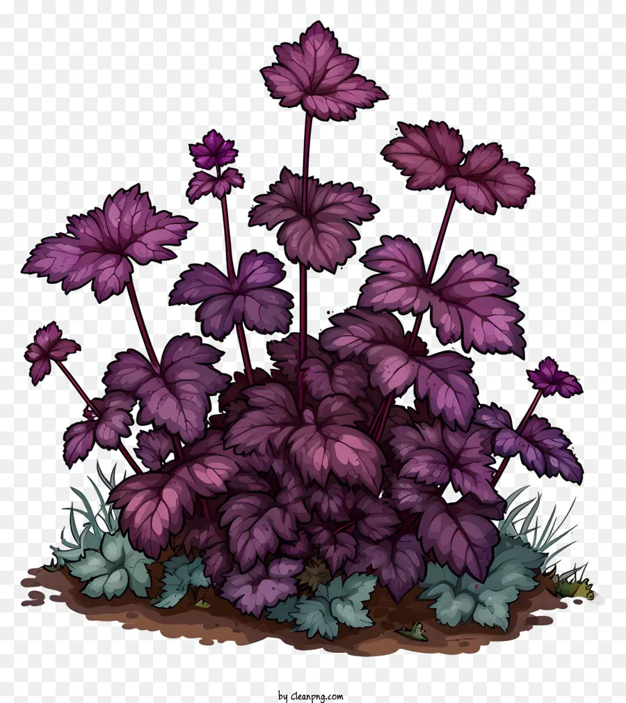 Raíz De Alumbre Para Grietas，Planta Morada PNG