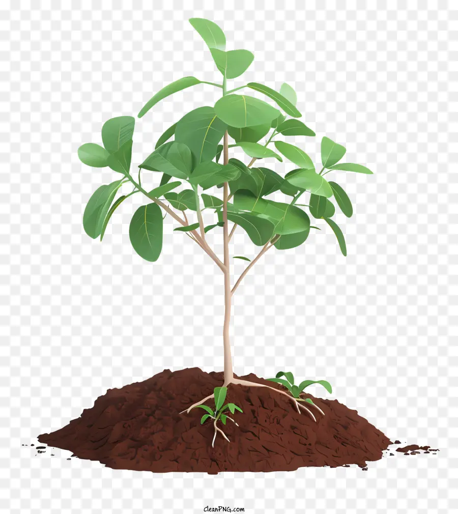 Árbol De Plantación 3d Realista，árbol Pequeño PNG