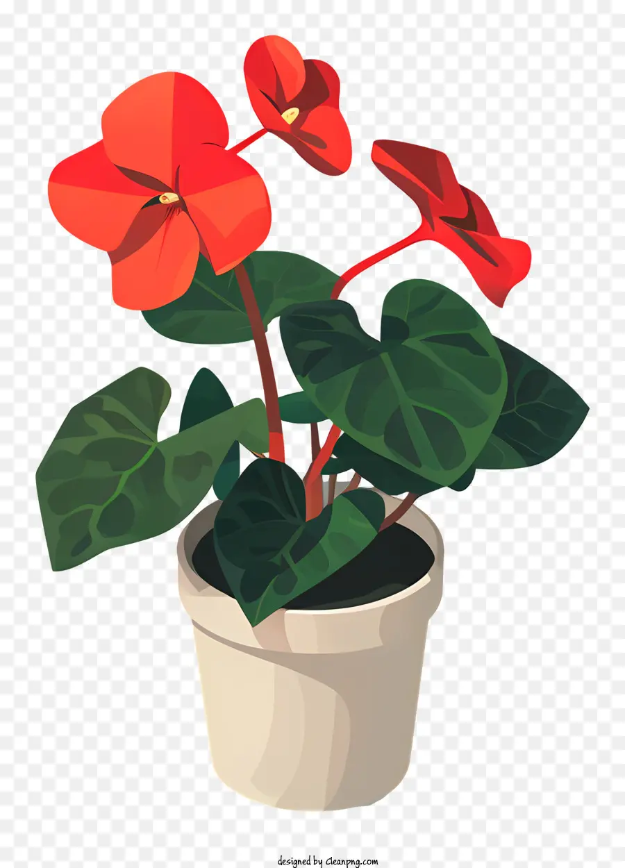 Begonia，Flores De Anenum PNG