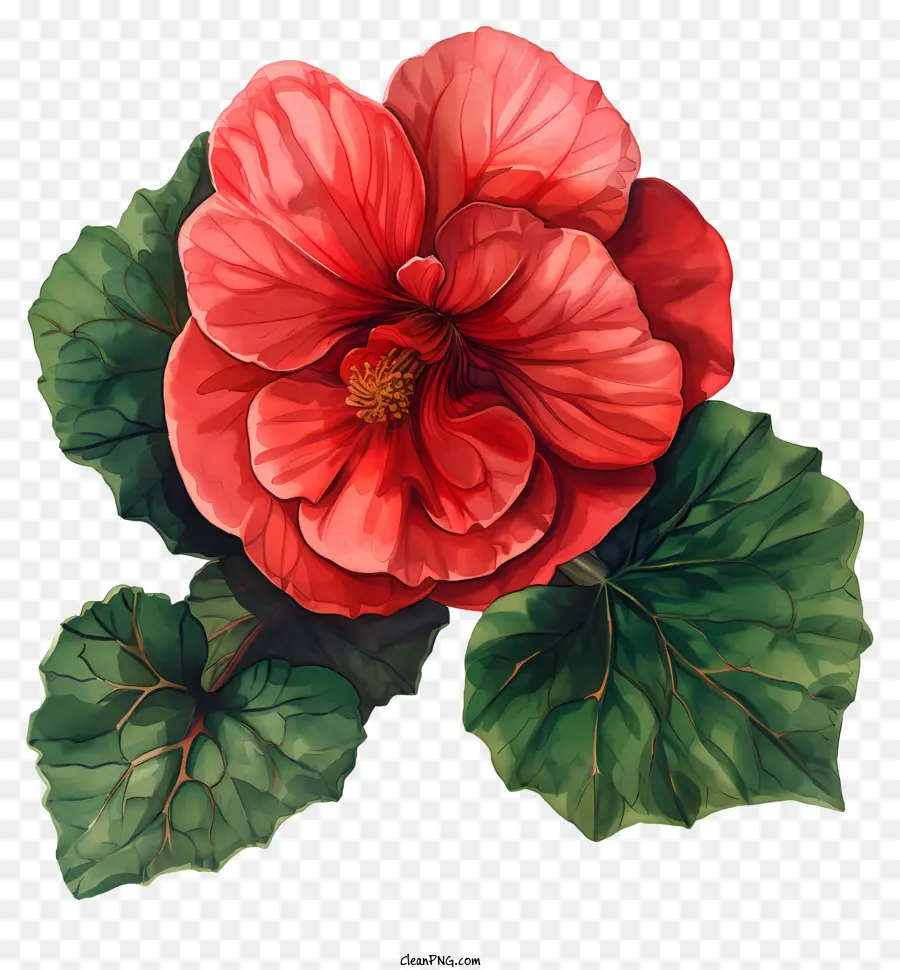 Begonia，Flor Rosa PNG