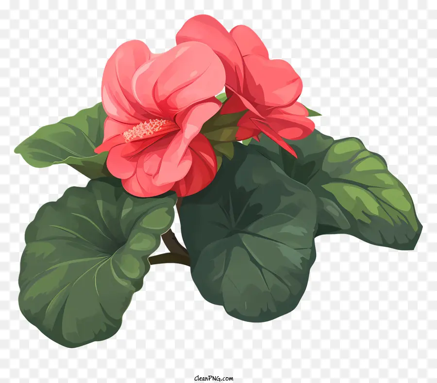 Begonia，Flor De Hibisco Rosa PNG