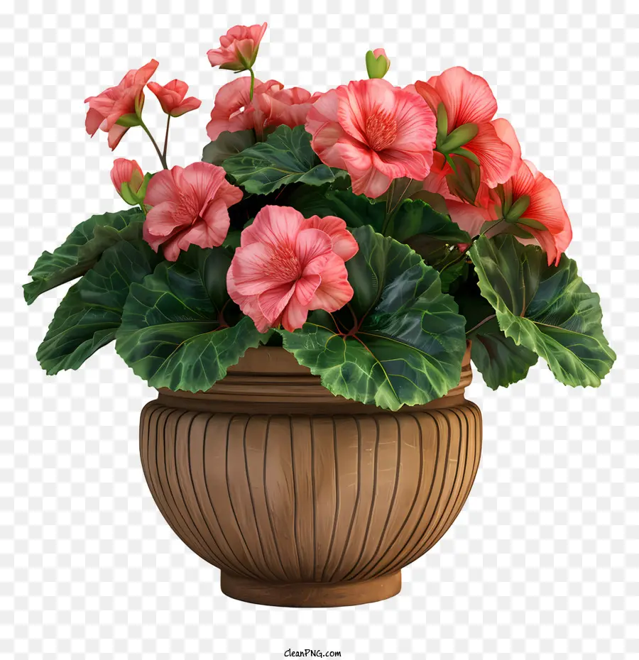 Begonia，Planta En Maceta PNG