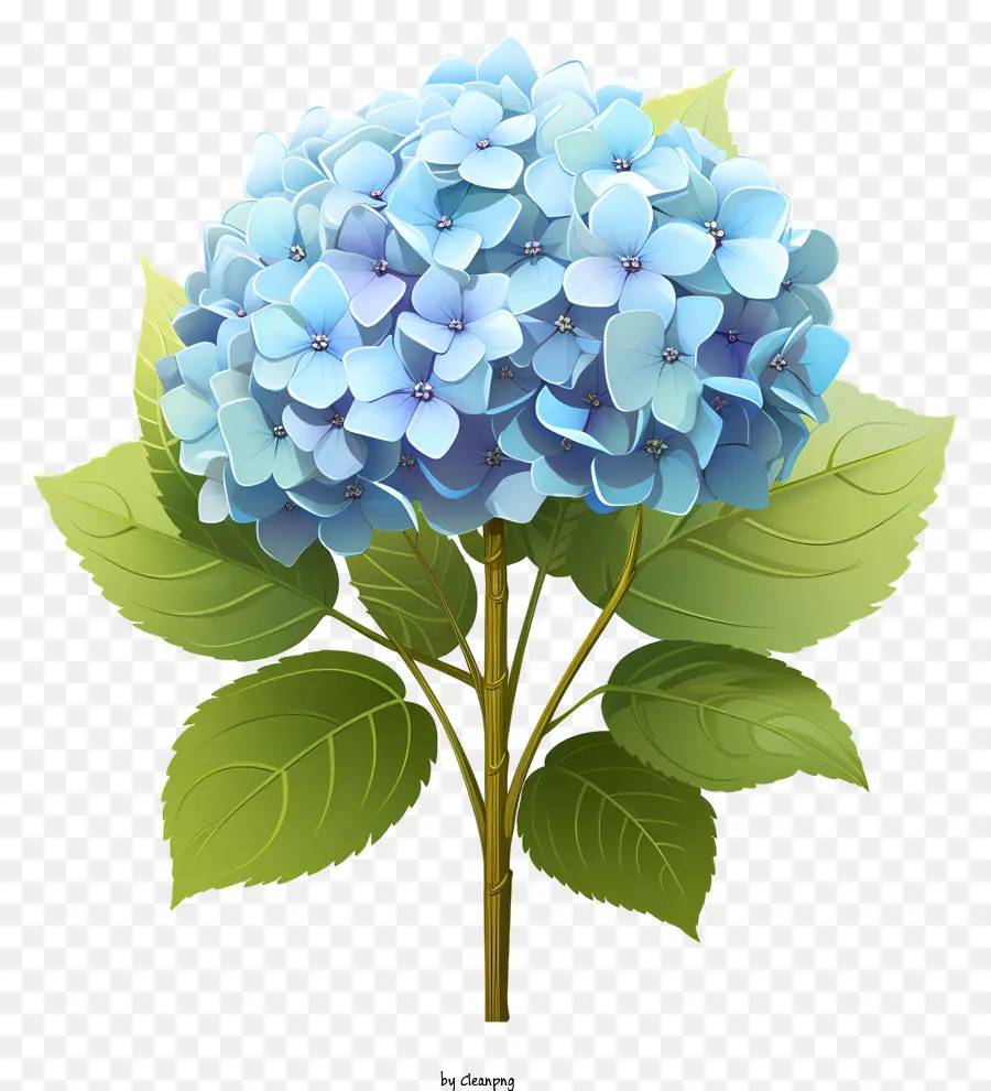 Flor De Hortensia Plana，Flor De Hidrante Azul PNG