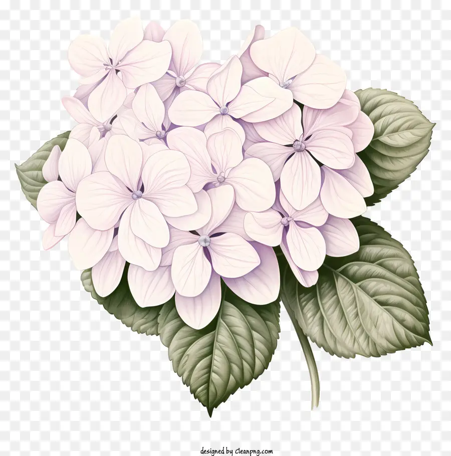 Estilo Boceto Flor De Hortensia，Flores PNG