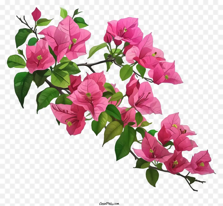 Diseño De Dibujo Vectorial，Flores Rosadas PNG